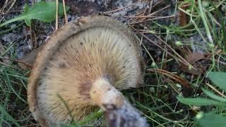 Paxillus involutus