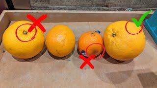 How to buy a sweet juicy orange | 5 secret tips to pick and choose a perfect orange | Bonus tips!