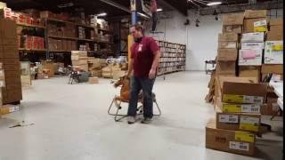 Man doesn't fit on rocking horse