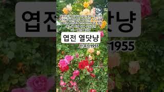 엽전 열닷냥 #한복남#트로트#1955한복남인생곡