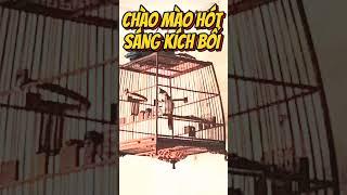 Chào mào hót sáng kích bổi