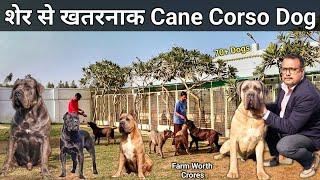 ऐसा विदेश जैसा Dog Farm रोज देखने को नहीं मिलता | Cane Corso | Cane Corso kennel in India