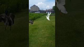 Flying white mallard and tailless drake