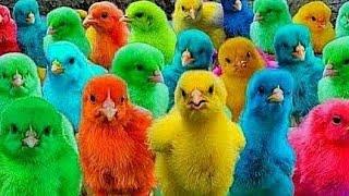 Catch Cute Chickens, Colorful Chickens, Rainbow Chickens, Rabbits, Ducks, Cute Animals #66