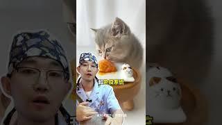 猫咪越吃越长寿的食物～还不码住？猫咪长寿 猫咪知识 养猫知识