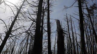 N.J. “ghost forest” becomes part of art installation in New York City