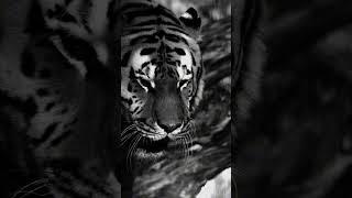 Unleash Your INNER TIGER and Conquer FEAR!