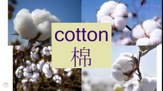 "COTTON" in Cantonese (棉) - Flashcard