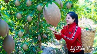 Harvest Sapodilla Fruit & Goes to the market sell - Harvesting and Cooking | Daily Life