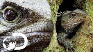 What On Earth Is A Tuatara? | Modern Dinosaurs