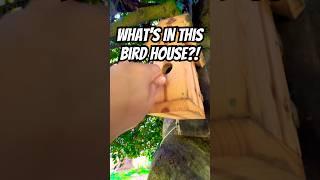 Have you thought of looking inside of a bird house? Maybe it’s actually a hidden Geocache! 
