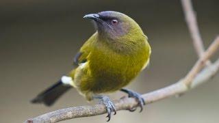 New Zealand Bellbird Song