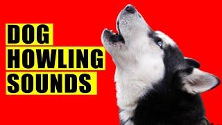 Dog Howling Sounds to Make your Dog Howl (Guaranteed). Dogs Howl Sound Effects. Loud Howling. Howls