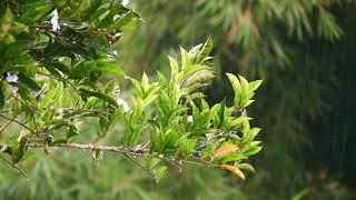 Best Sounds of Rainforest for Sleeping or Studying | 10 Hours of White Noise Rainstorm