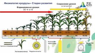 Кукуруза. Ресурсы повышения урожайности