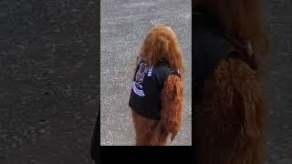 Shenandoah Squatch Sons of Bigfoot #fyp #bigfoot #onewheel