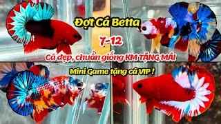 Đợt Cá Betta 7-12 Red FC Star, Nemo Muticolor, Metalic, Fancy Copper cá đẹp chuẩn giống KM tặng mái!