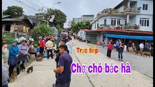 Trực tiếp chợ chó bắc hà ngày 25/8 đủ 500 view mua hộ miễn phí #BacHaTV/ Chợ chó bắc hà