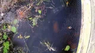 The Florida Everglades At S146 - Florida Alligator