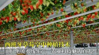 西班牙草莓空中種植技術，工廠化流水線生產，農業科技魅力真大！