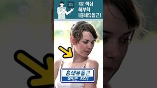 1분 핵심 해부학(목,어깨) - 흉쇄유돌근, 목빗근, sternocleidomastoid m.