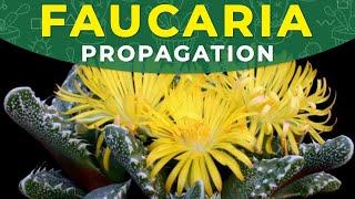 FAUCARIA PROPAGATION FROM SEEDS | Growing succulents at home