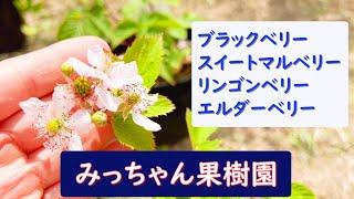 第68回「ブラックベリー他ベリー類紹介」の巻【ド素人果樹栽培】