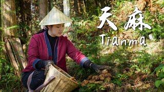 Tianma(Tall Gastrodia Tuber) — A Sweet, Glutinous, Nourishing Herb Without Leaves【滇西小哥】