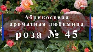 Абрикосовая ароматная любимица - роза № 45. Питомник растений Е. Иващенко