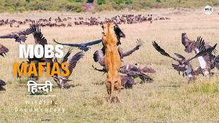 Mobs and Mafias - हिन्दी डॉक्यूमेंट्री | Wildlife documentary in Hindi