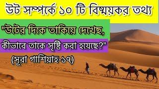 উট সম্পর্কে ১০ টি বিস্ময়কর তথ্য |  10 amazing fact about Camel