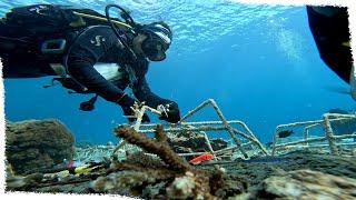 Coral Reef Restoration - transplanting coral fragments onto degraded reef | VLOG