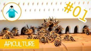 Apiculture : notre philosophie - LADP #1