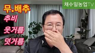 무 배추 비료 추비 웃거름 언제 어떻게 줘야하나요 배추비료선택 방법~