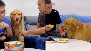 Doudou has changed and betrayed the little master for food.️#聪明旺豆豆 #金毛豆豆 #金毛寻回犬 Golden retriever