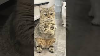 New Funniest Cats and Dogs Videos  Funny Animals Life