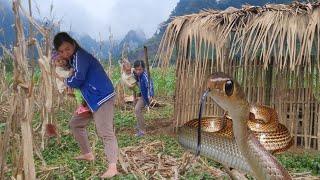 Taking Care of a Sick Daughter - Harvesting Watercress to Sell | Single Mom VN