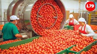 How Tomato Ketchup Is Made In Factory - Processing Factory