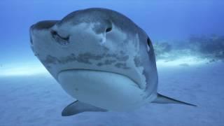 Tiger Shark - Gentle warriors from the Bahamas (4K-UHD)