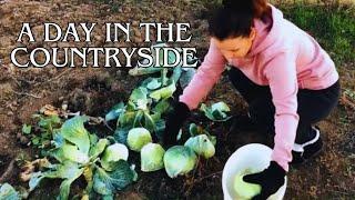 Quiet Countryside Life: Cooking  Green Borscht! Garden Work,beautiful sunset in village