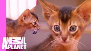 Abyssinian Remy Steals the Spotlight | Too Cute!