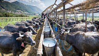 CHEESE Making Process From Buffalo Milk in Factory - Buffalo Farming and Harvesting Milk 