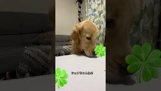 美味しく頂きました！シェリちゃんねる #ゴールデンレトリバー #おうち時間 #愛犬