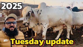 Tuesday update | desi sahiwal cholistani bachre | Lahore cow Mandi shapur kanjra