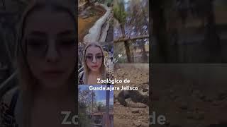 #guadalajara  #jalisco #zoologicalpark  #zoo