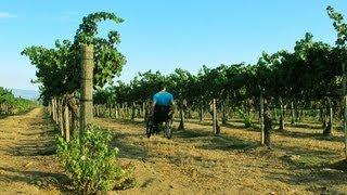 Access the Southern California Wine Country of Temecula in a Wheelchair