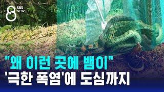 "왜 이런 곳에 뱀이"…'극한 폭염'에 도심 출몰 ↑ / SBS 8뉴스