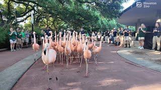 Houston Zoo Flamingos Move into New Home