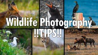 Wildlife Photography TIPS FOR BEGINNERS - Best Lens, Focus Techniques, and How I Started!