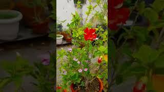 Wind blowing|Remal Cyclone Effect #remal #windblows #ytshorts #shortvideo #trending
